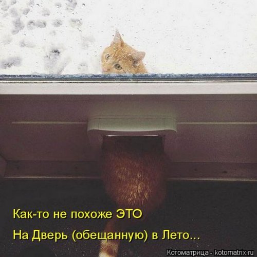 Новая котоматрица (36 фото)
