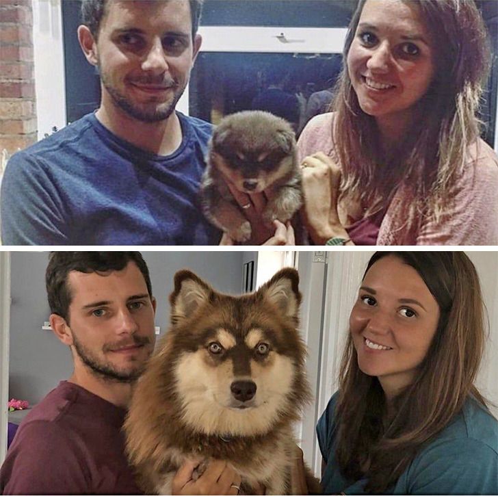 Любителям собакенов: большие собаки созданы для людей с огромным сердцем 