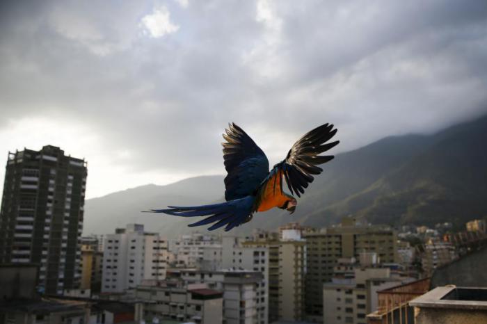 Крупный попугай над домами в Каракасе, Венесуэла.
