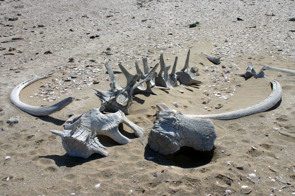 Национальный парк Берег скелетов в Намибии (Skeleton Coast Park)