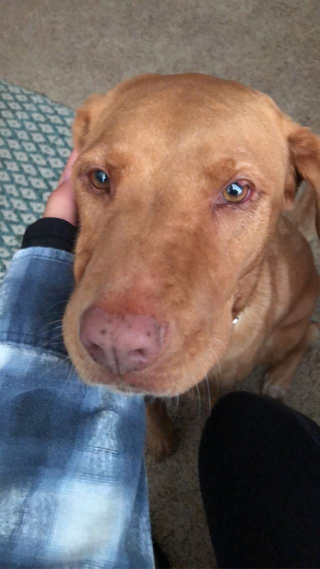 собачья морда