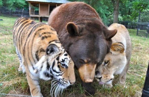 20 замечательных примеров дружбы между животными. Нам бы у них поучиться! 
