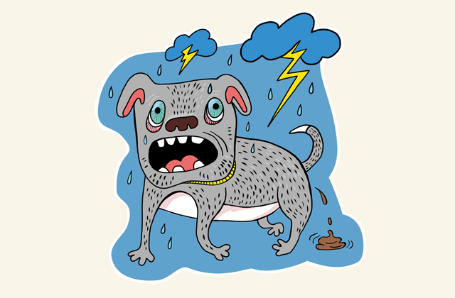 Что делать, если собака боится громких звуков 