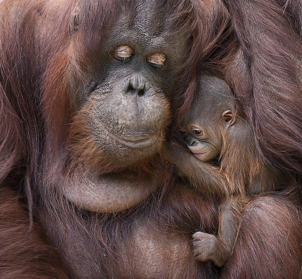 Семья орангутангов в зоопарке в Брукфилде, США