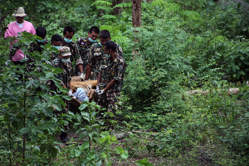 Тайны Тигриного монастыря