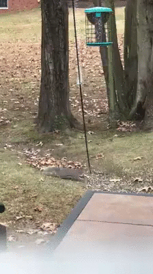 Use A Slinky To Stop Squirrels From Eating Bird Seed