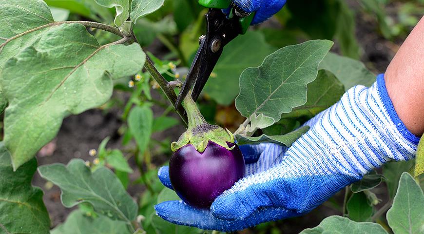 Уборка урожая баклажанов: 3 вопроса про баклажаны