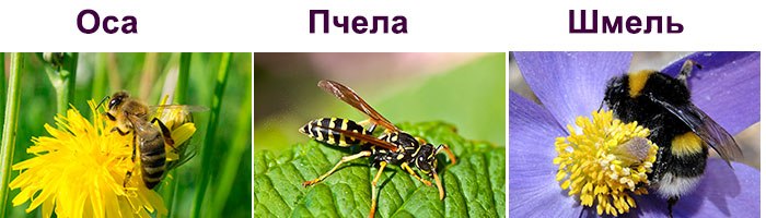 Укус шершня: чем опасен, первая помощь, лечение, последствия шершня, укуса, шершень, также, шершни, шершней, человека, обитает, Vespa, которые, видов, может, можно, более, насекомых, насекомые, делать, избавиться, гнезда, укусе