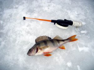 Рыбалка или как найти рыбу