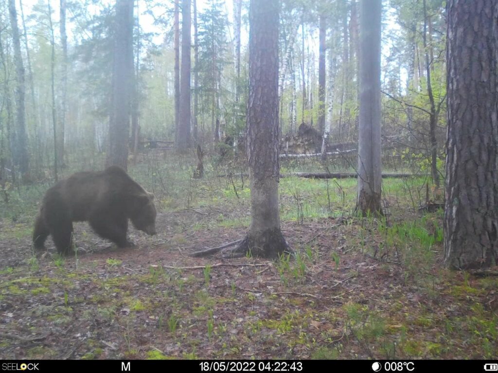 В Окском заповеднике в Рязанской области фотоловушка засняла медведя