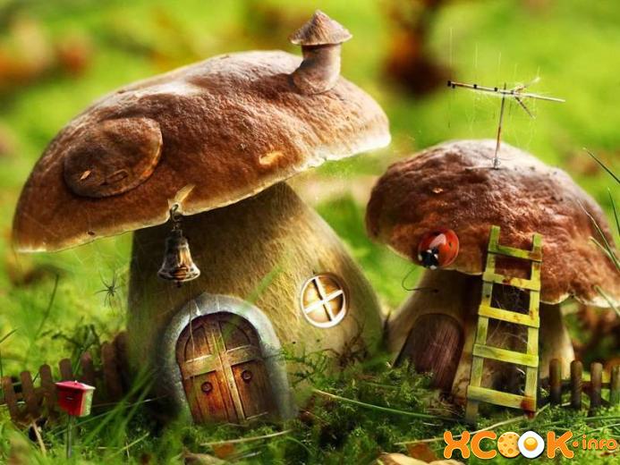 Не все умеют правильно искать и собирать грибы правильно искать грибы