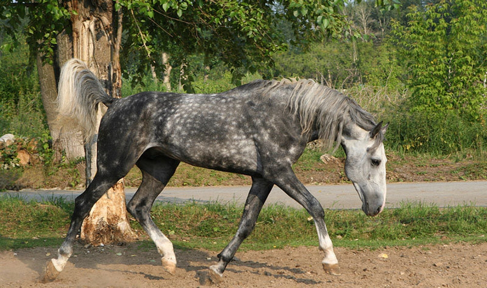 Орловская порода лошадей