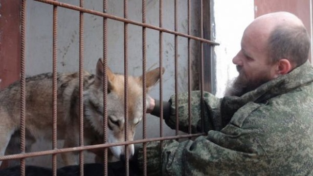 Житель Волгограда держит настоящего волка в качестве домашнего питомца (6 фото)