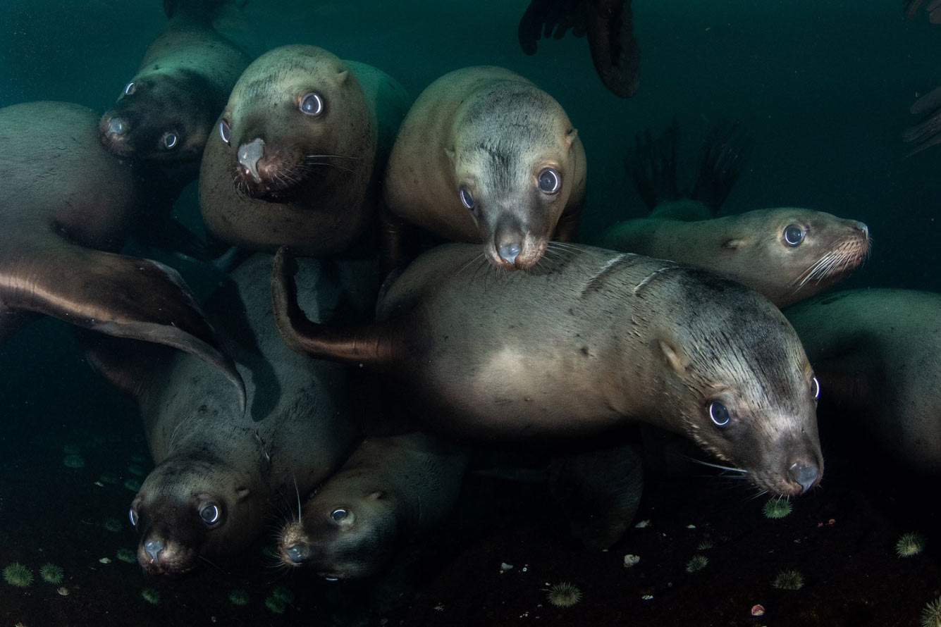 Конкурс подводной фотографии Ocean Art 2021 Конкурс подводной фотографии Ocean Art 2021 животные,природа,Путешествия,фото