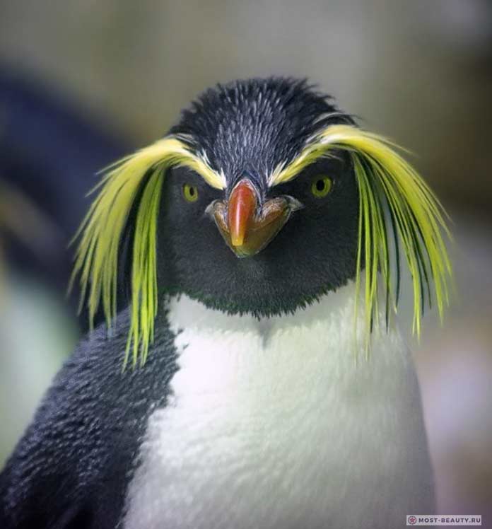 Красивые пингвины: Золотоволосый пингвин. CC0