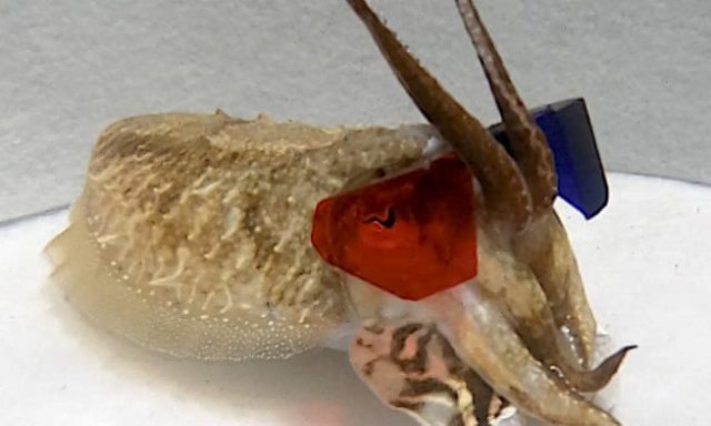 Каракатицы в 3D-очках смотрят видео с креветками