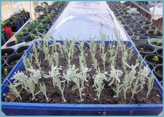 ЛАВАНДА В САДУ: ВЫРАЩИВАНИЕ И УХОД В ОТКРЫТОМ ГРУНТЕ инструмент,ландшафтный дизайн,огород,полезные советы,растения,сад