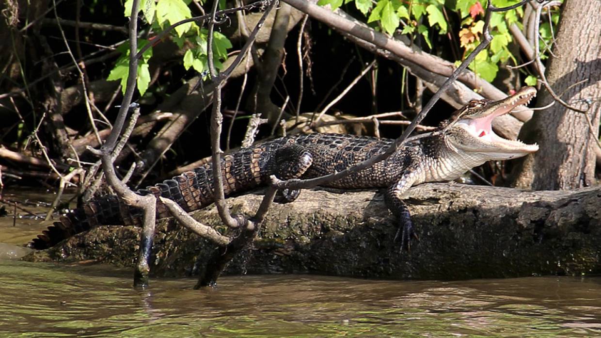 Смертельный приговор: почему ялтинский крокодиляриум находится под угрозой закрытия