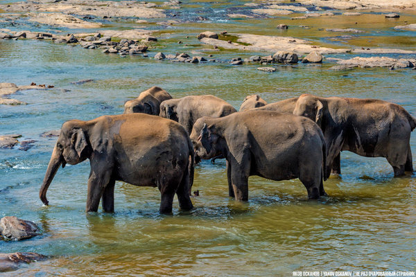 Слоны в реке. Шри-Ланка