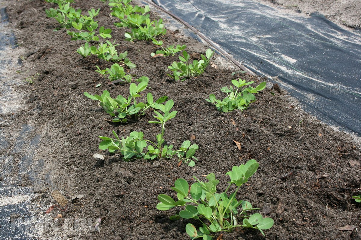 Как вырастить земляной орех арахис у себя в огороде