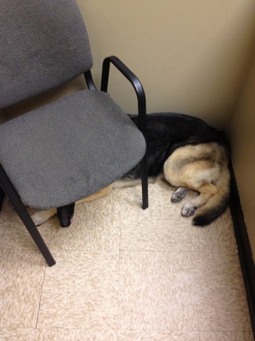 20 драматических фотографий с собаками, которых привезли к ветеринару 