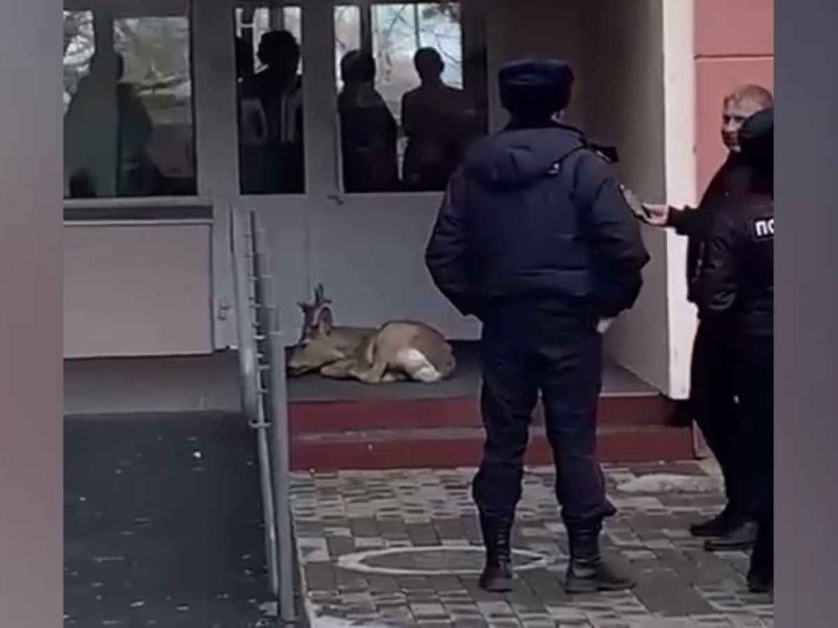 В Приморской крае сбитая машиной косуля пришла к дверям поликлиники