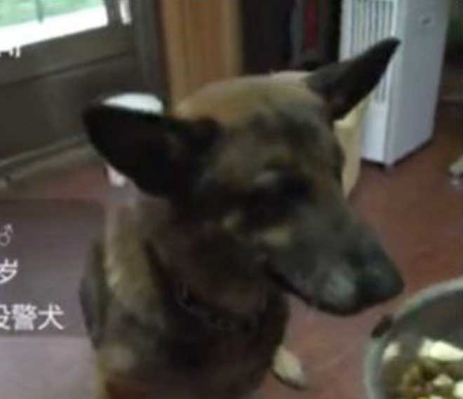 Врачи рекомендовали усыпить собаку, но предать товарища человек не смог Врачи рекомендовали усыпить собаку, но предать товарища человек не смог истории из жизни