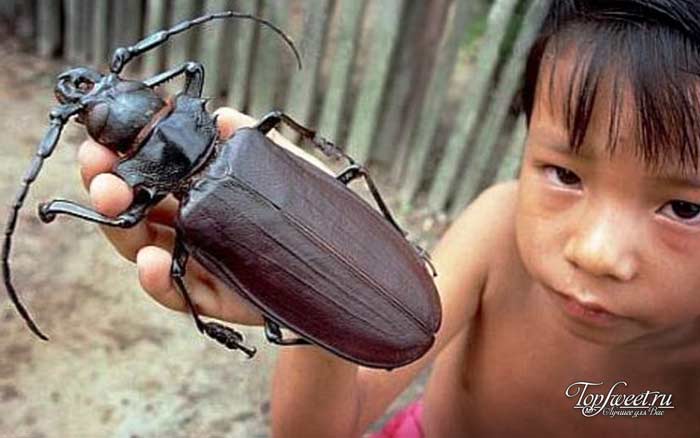 Дровосек-титан. Самые большие насекомые в мире