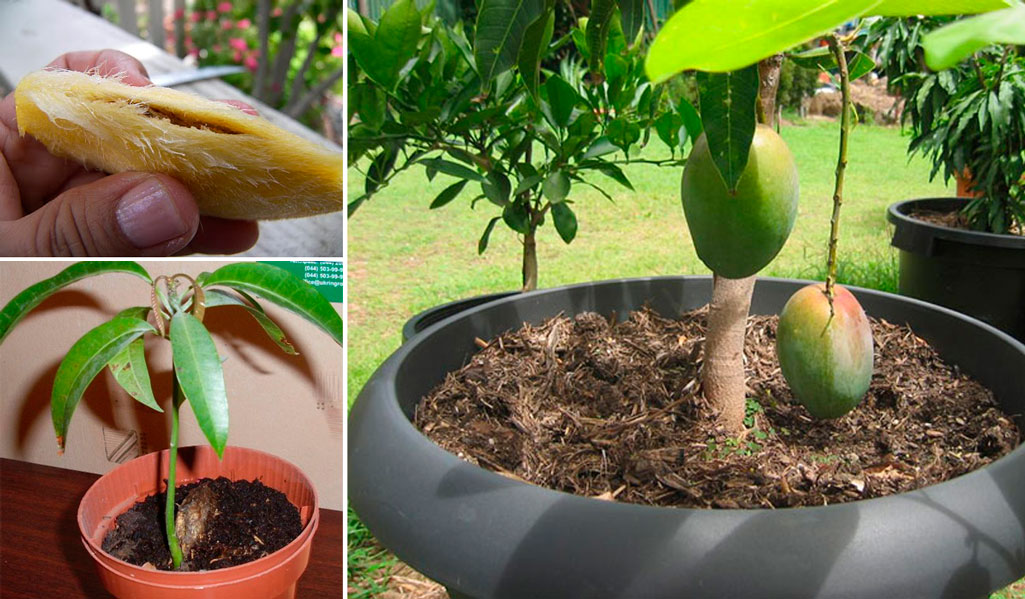 Выращивание фруктов в домашних условиях. Прорастить манго. Простить косточку манго. Росток манго из косточки. Манго дерево прорастить.