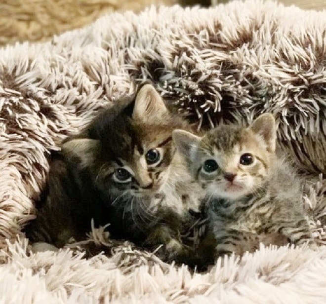 Котята в пледе