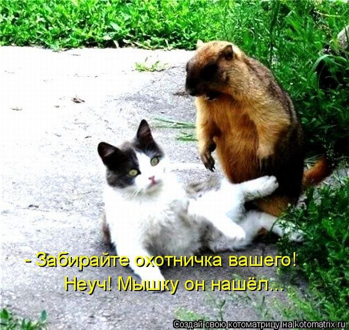 Обыкновенный бобр. Котики везде. Кот бобр. Бобр и кот. Кот бобер.