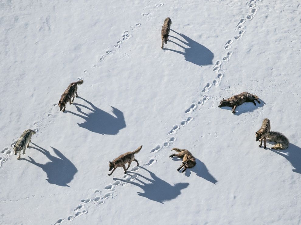 mollies-yellowstone-wolves_94721_990x742