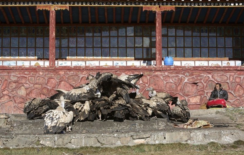 Когда тибетец умирает, его тело устанавливают в сидячее положение на 24 часа, пока лама читает молитвы из тибетской Книги мёртвых буддизм, грифы, небесное погребение, похороны, тибет, факты