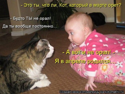 Лучшая котоматрица недели Лучшая котоматрица недели смешные картинки