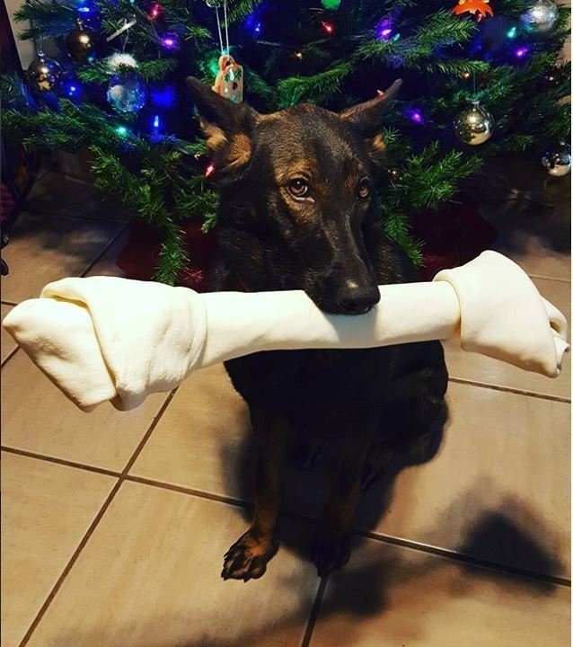 Новогодние собачки