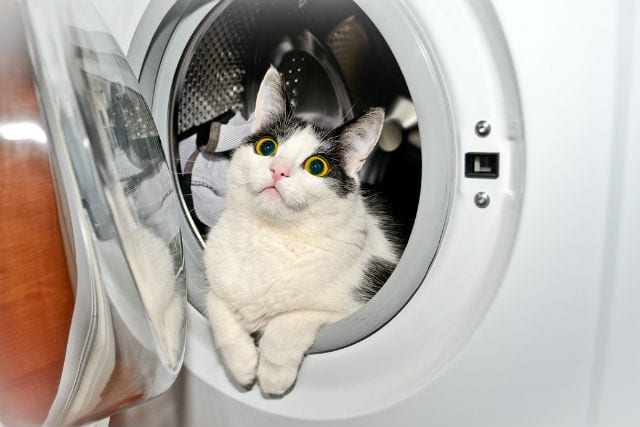 Стиральные машины созданы именно для котов анекдоты,демотиваторы,Смешные животные,юмор