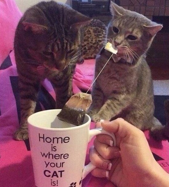 Солянка из прикольных картинок и веселых фотографий с надписями 