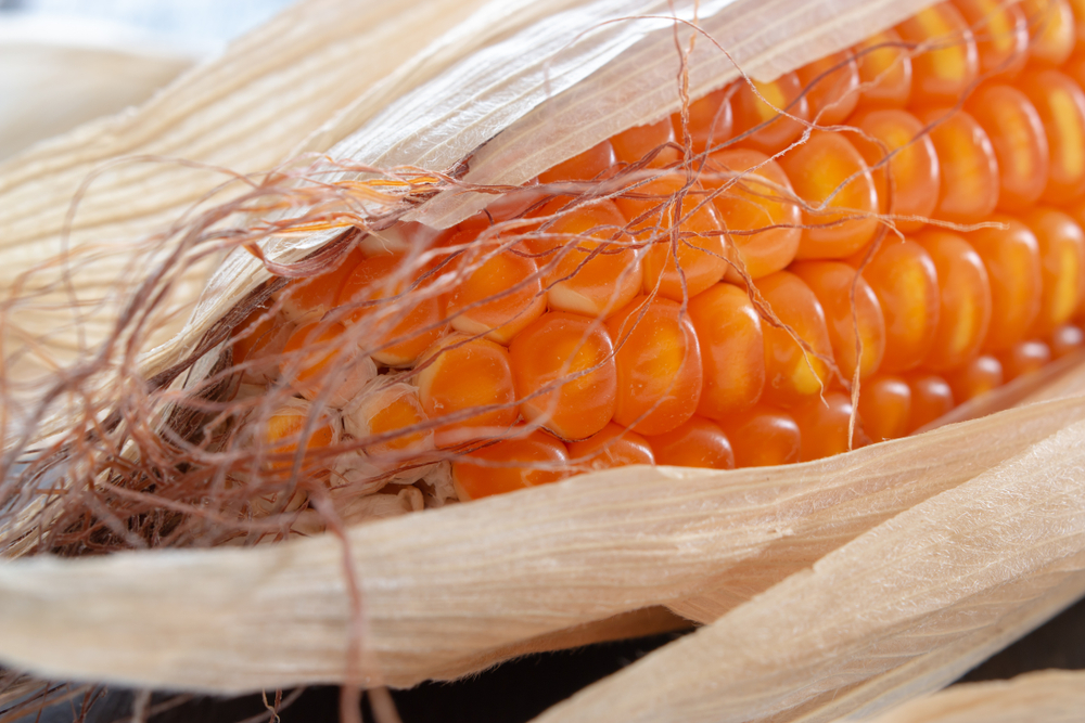 Новая трансгенная кукуруза: Чем нас кормят химические концерны россия