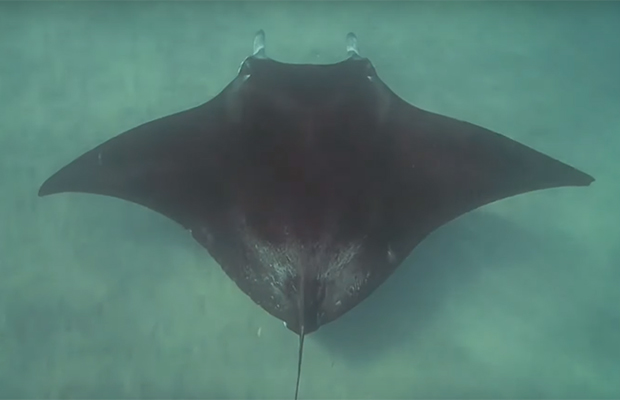 Трехметровый морской дьявол приплыл за помощью к людям Трехметровый морской дьявол приплыл за помощью к людям животные,природа,спасение