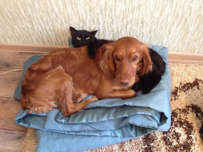 Как убрать неприятные запахи в квартире Как убрать неприятные запахи в квартире советы