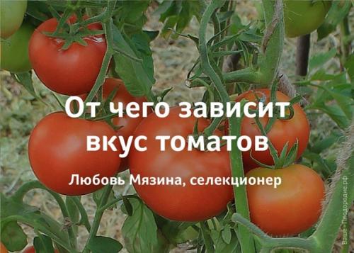 От чего зависит вкус томатов.