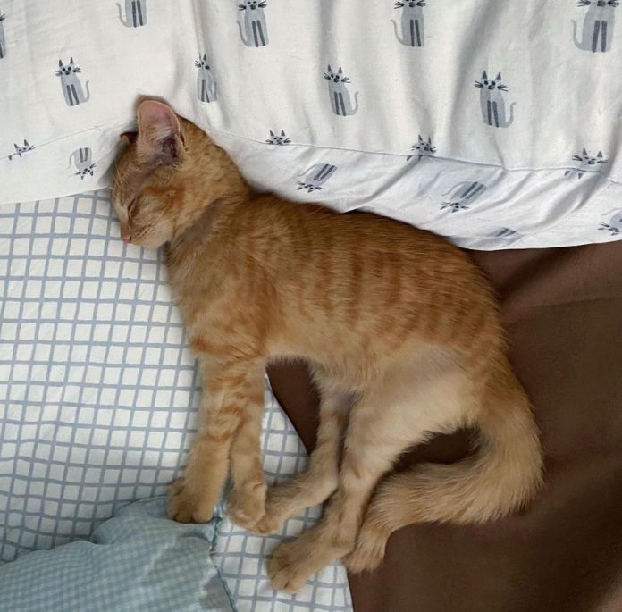 Без кота и жизнь не та