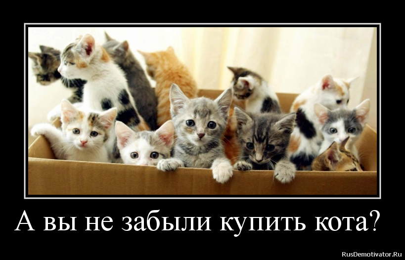 Про американца и хитрую бабульку животные,Истории из жизни,позитив