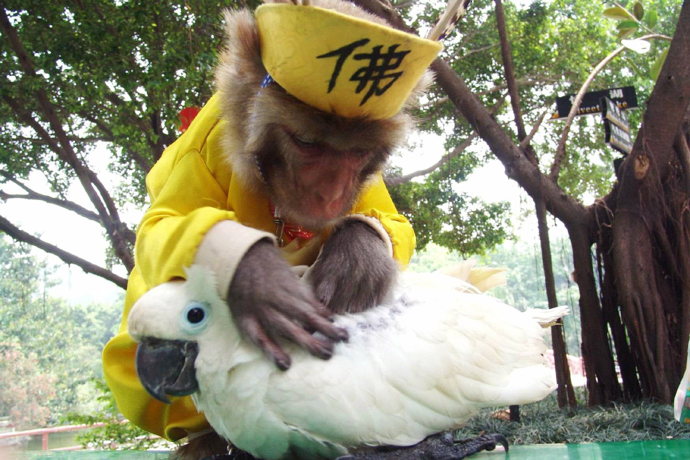Обезьяна и попугай в парке диких животных в Шэньчжэне