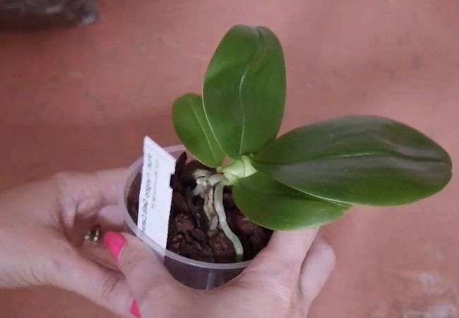 Ускорители роста корней для орхидеи
