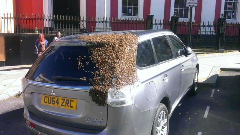 2 дня пчелиный рой атаковал машину этой женщины. Открыв багажник, она поняла почему!