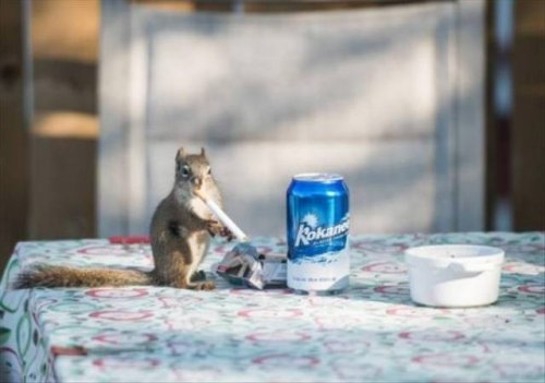 Прелестные животные, которые подарят вам улыбку 