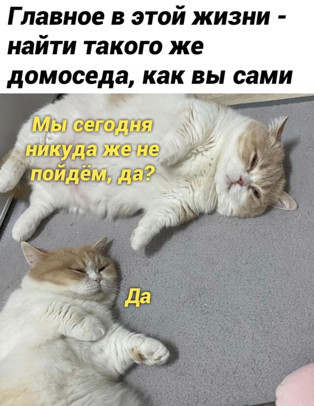 Смешные фотомемы для хорошего настроения Смешные фотомемы для хорошего настроения