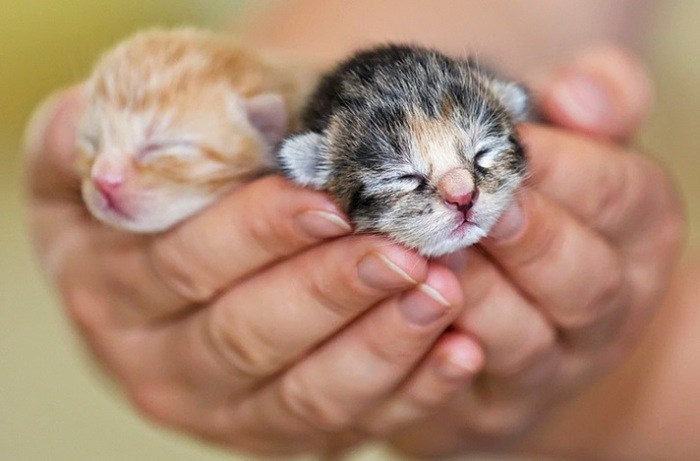 Про американца и хитрую бабульку животные,Истории из жизни,позитив