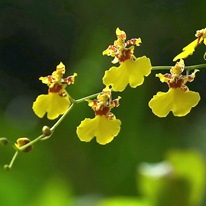 Орхидея Онцидия